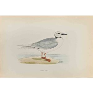 Ross's Gull