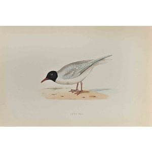 Little Gull
