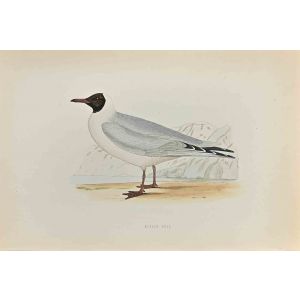 Masked Gull