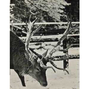 Animals Vintage Photograph   