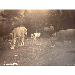 The Old Days  Photo - Herd