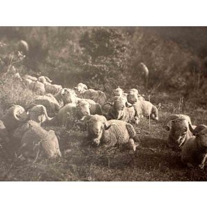 The Old Days  Photo - Herd