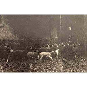 The Old Days  Photo - Herd
