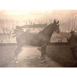 The Old Days  Photo - Horse