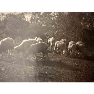 The Old Days  Photo - Herd