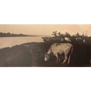 The Old Days  Photo - Herd