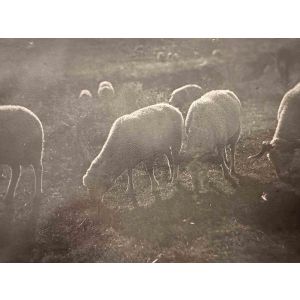 The Old Days  Photo - Herds