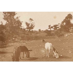 The Old Days  Photo - Herds