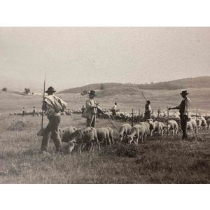 The Old Days  Photo - Herds in the Maremma (Tuscany)