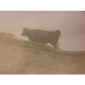 The Old Days Photo - Cow in the Maremma (Tuscany)