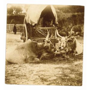 The Old Days - Cows in the Maremma Tuscany