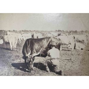 The Old Days  Photo - Herd
