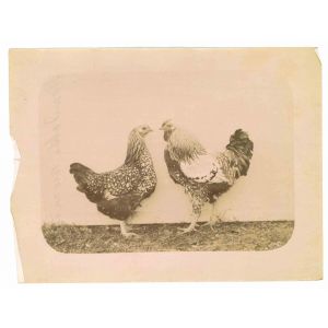 The Old Days  Photo - Fowls