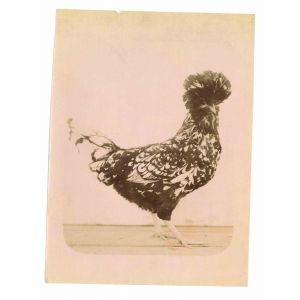 The Old Days  Photo - Animals