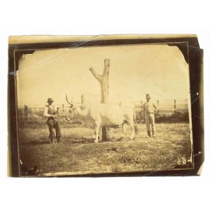 The Old Days  Photo - Animals