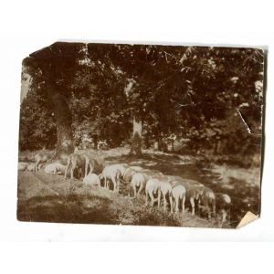 The Old Days  Photo - Animals   