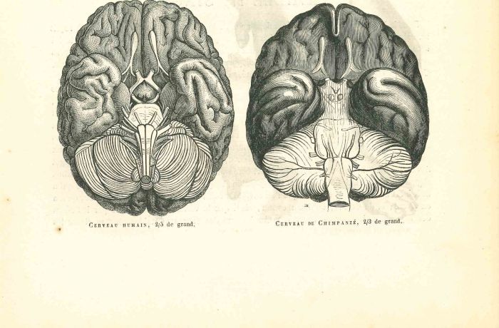The Brain Of Human VS  The Brain Of Chimpanzee