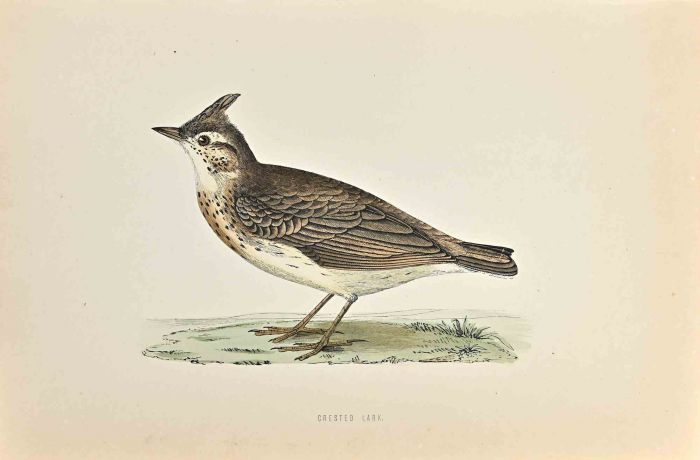 Crested Lark