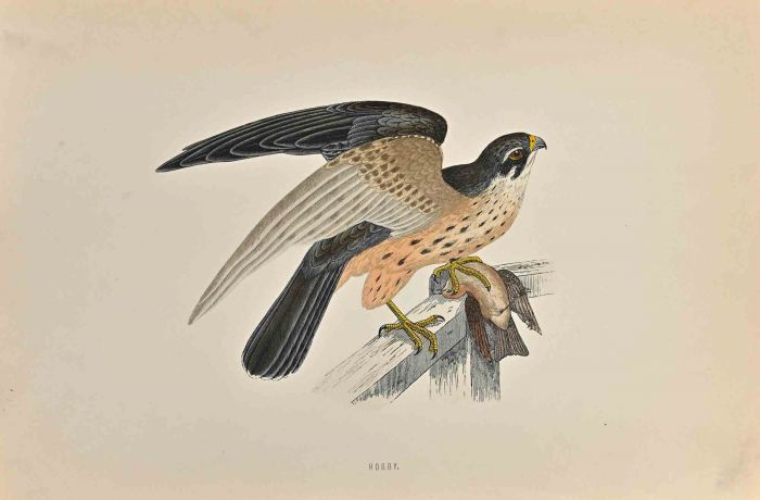 Hobby