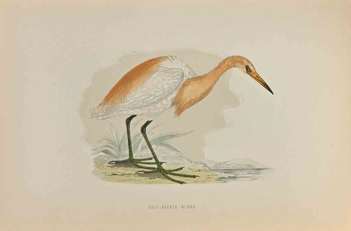 Buff-Backed Heron
