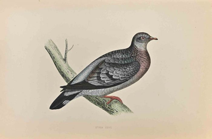 Stock Dove