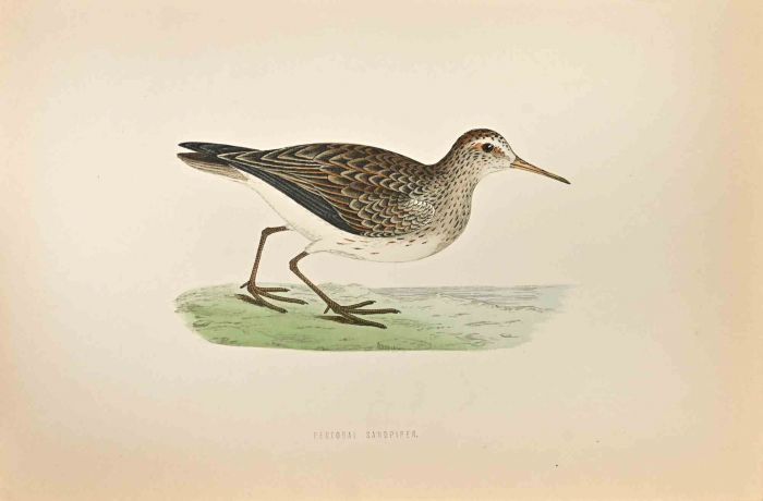 Pectoral  Sandpiper