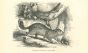 Spermophilus