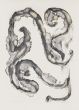 Sea Horse by Rafael Alberti - Contemporary Artwork