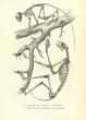The Animal Skeleton 