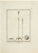 Ancient Roman Tripods from Herculaneum