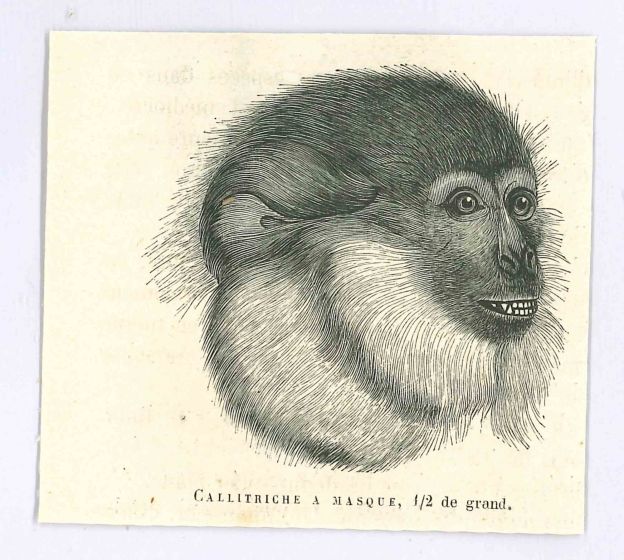 Monkey