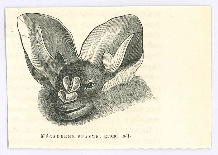 The Bat