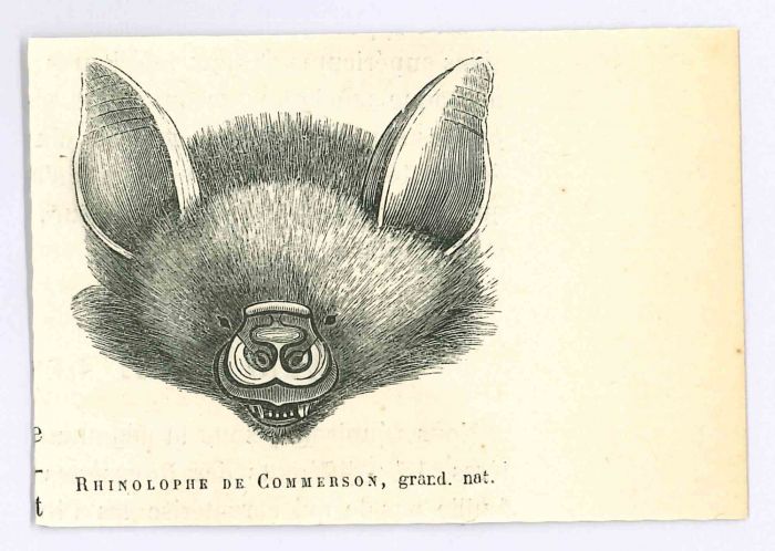 The Bat