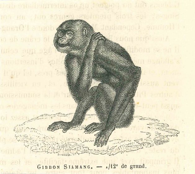 The Monkey