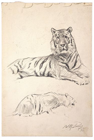 Study of tiger by Wilhelm Lorenz