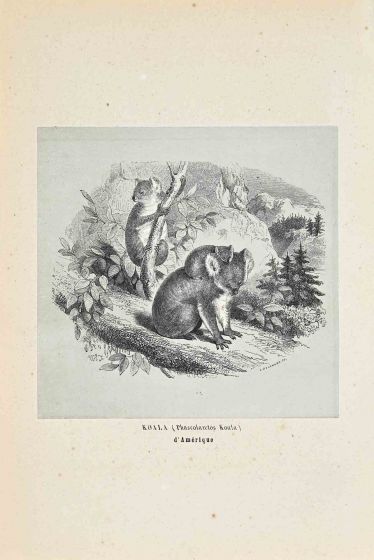 Koala