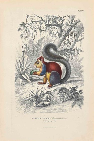 Indian Giant Squirrel