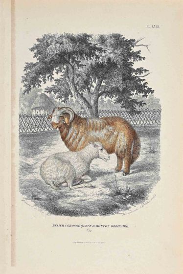The Ram And Sheep