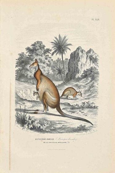 Kanguroo Dorsal