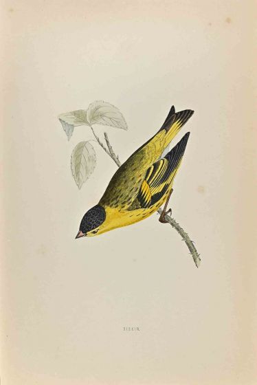 Siskin