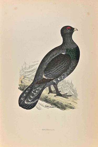 Capercaillie