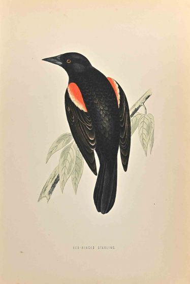 Red-Winged Starling