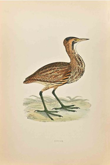 Bittern