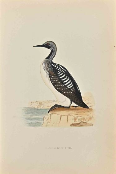 Slack-Throated Diver