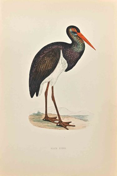 Black Stork