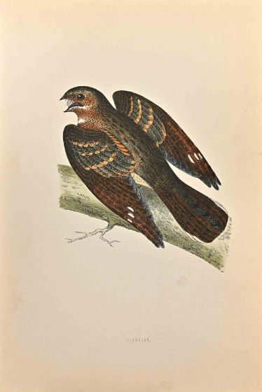 Nightjar
