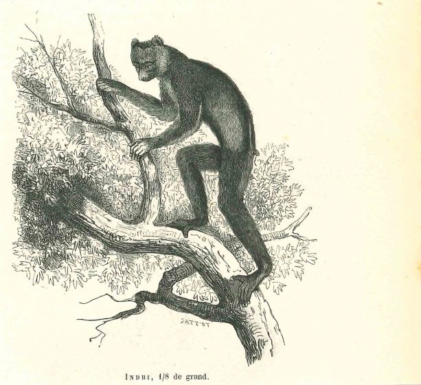 Indri