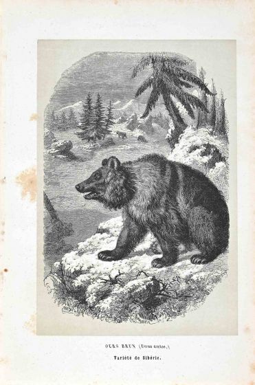 Paul Gervais - Siberian Bear - Modern Art