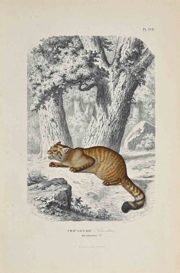 The Savage Cat of France - SOLD