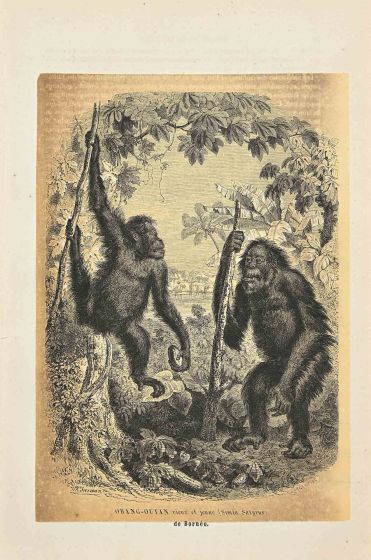 Orang-Outan